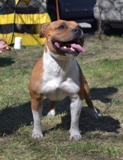  Staffordshire Bull Terrier 